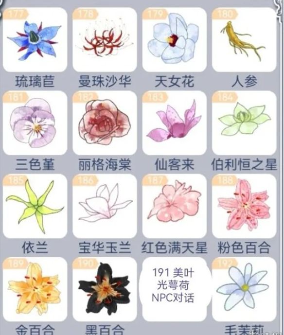 花与香水与猫