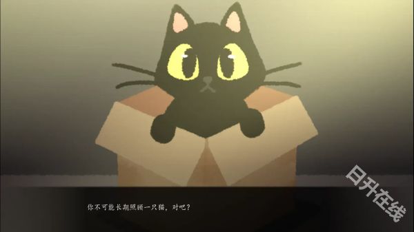 别带这只猫回家