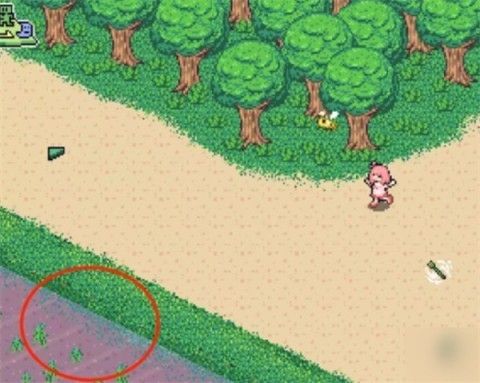 寻找夏日的宝物