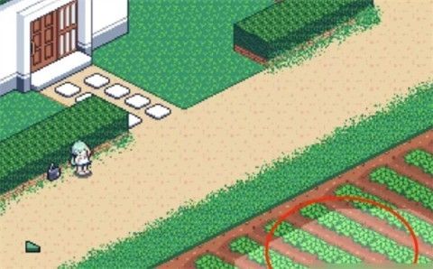 寻找夏日的宝物