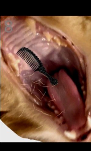 给猫梳毛Brush Jjaemu