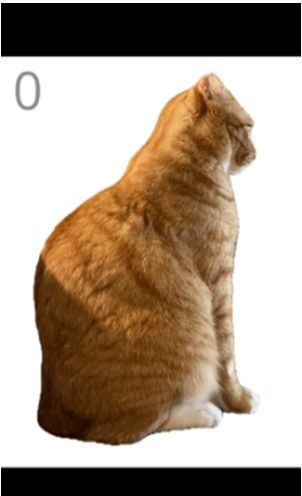 给猫梳毛Brush Jjaemu