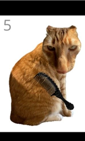 给猫梳毛Brush Jjaemu