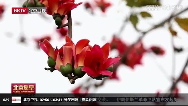 蜂巢视界V4
